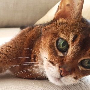 Meet your Posher, Elaine